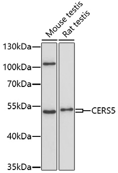 Western blot - CERS5 Polyclonal Antibody 