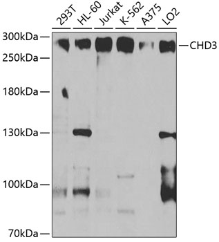 Western blot - CHD3 Monoclonal Antibody 