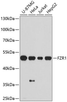 Western blot - FZR1 Polyclonal Antibody 