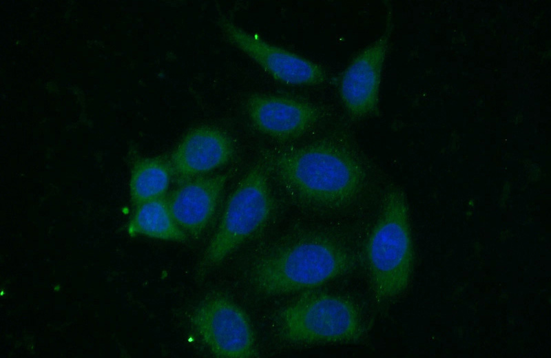 Immunofluorescent analysis of (-20oc Ethanol) fixed HeLa cells using Catalog No:111416(HLA class I (HLA-C) Antibody) at dilution of 1:50 and Alexa Fluor 488-congugated AffiniPure Goat Anti-Rabbit IgG(H+L)