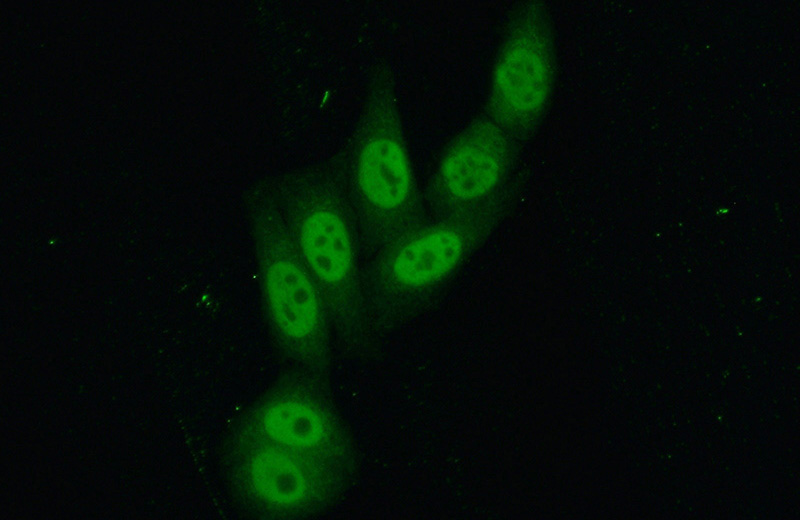 Immunofluorescent analysis of (10% Formaldehyde) fixed HepG2 cells using Catalog No:114301(GINS2 Antibody) at dilution of 1:50 and Alexa Fluor 488-congugated AffiniPure Goat Anti-Rabbit IgG(H+L)