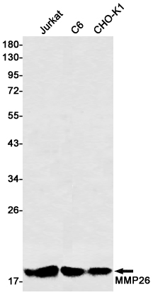 Western blot detection of MMP26 in Jurkat,C6,CHO-K1 cell lysates using MMP26 Rabbit mAb(1:500 diluted).Predicted band size:30kDa.Observed band size:19kDa.