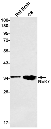 Western blot detection of NEK7 in Rat Brain,C6 cell lysates using NEK7 Rabbit mAb(1:1000 diluted).Predicted band size:35kDa.Observed band size:35kDa.
