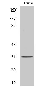 Fig1:; Western Blot analysis of various cells using Olfactory receptor 5AK3 Polyclonal Antibody