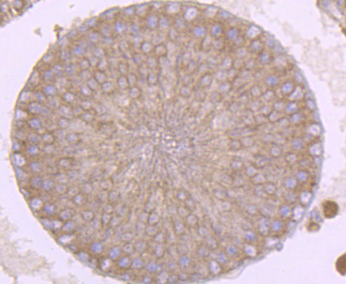 Fig4: Immunohistochemical analysis of paraffin-embedded rat testis tissue using anti-SFRP1 antibody. Counter stained with hematoxylin.