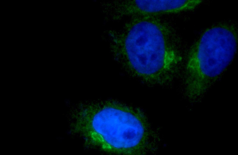Immunofluorescent analysis of HepG2 cells using Catalog No:108246(ARF4 Antibody) at dilution of 1:50 and Alexa Fluor 488-congugated AffiniPure Goat Anti-Rabbit IgG(H+L)
