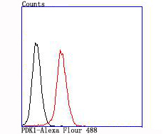 Fig6:; Flow cytometric analysis of PDK1 was done on NIH/3T3 cells. The cells were fixed, permeabilized and stained with the primary antibody ( 1/50) (red). After incubation of the primary antibody at room temperature for an hour, the cells were stained with a Alexa Fluor 488-conjugated Goat anti-Rabbit IgG Secondary antibody at 1/1000 dilution for 30 minutes.Unlabelled sample was used as a control (cells without incubation with primary antibody; black).