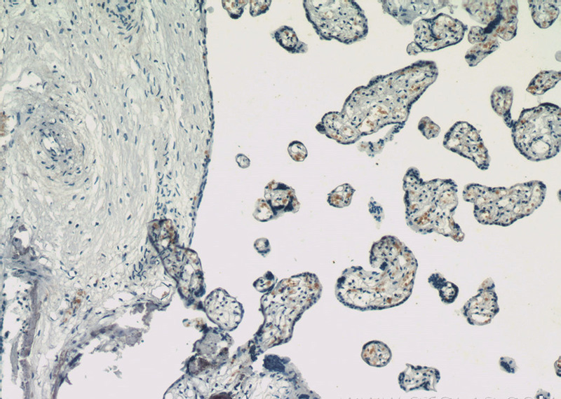Immunohistochemistry of paraffin-embedded human placenta slide using (HBG1-Specific Antibody) at dilution of 1:200