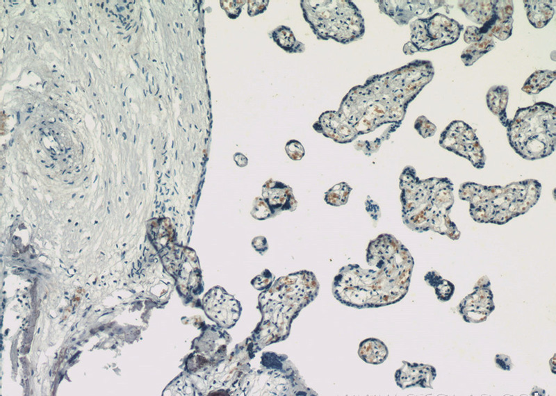 Immunohistochemistry of paraffin-embedded human placenta slide using (HBG1-Specific Antibody) at dilution of 1:200