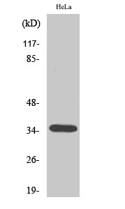 Fig1:; Western Blot analysis of various cells using Olfactory receptor 10H1 Polyclonal Antibody