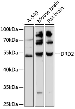 Western blot - DRD2 Polyclonal Antibody 
