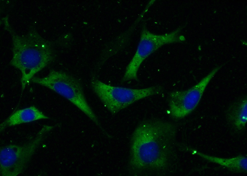 Immunofluorescent analysis of (-20oc Ethanol) fixed NIH/3T3 cells using Catalog No:109081(CCT2 Antibody) at dilution of 1:50 and Alexa Fluor 488-congugated AffiniPure Goat Anti-Rabbit IgG(H+L)