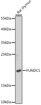 Western blot - FUNDC1 Polyclonal Antibody 