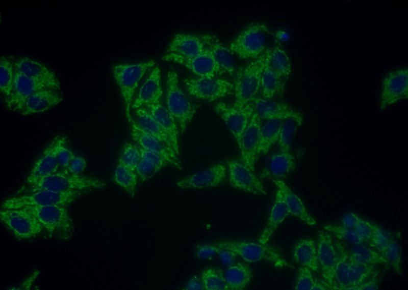 Immunofluorescent analysis of HepG2 cells using Catalog No:114643(RGS16 Antibody) at dilution of 1:25 and Alexa Fluor 488-congugated AffiniPure Goat Anti-Rabbit IgG(H+L)