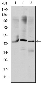 Western blot analysis using OTX2 mouse mAb against HepG2 (1), Jurkat (2), and NTERA-2 (3) cell lysate.