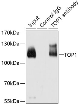 Immunoprecipitation - TOP1 Polyclonal Antibody 