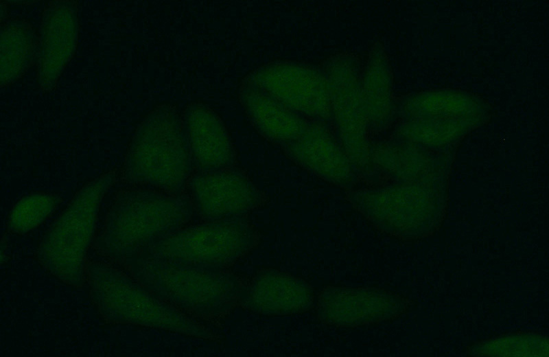 Immunofluorescent analysis of (10% Formaldehyde) fixed HepG2 cells using Catalog No:111060(GPBP1L1 Antibody) at dilution of 1:50 and Alexa Fluor 488-congugated AffiniPure Goat Anti-Rabbit IgG(H+L)