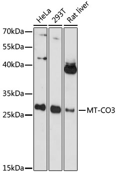 Western blot - MT-CO3 Polyclonal Antibody 