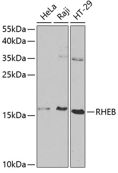 Western blot - RHEB Polyclonal Antibody 