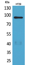 Fig1:; Western Blot analysis of HT29 cells using Neuregulin-2 Polyclonal Antibody.. Secondary antibody（catalog#: HA1001) was diluted at 1:20000