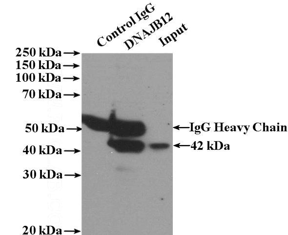 IP Result of anti-DNAJB12 (IP:Catalog No:110090, 4ug; Detection:Catalog No:110090 1:500) with mouse brain tissue lysate 4000ug.