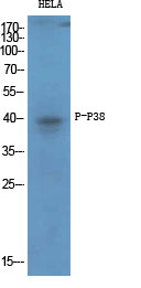 Western Blot analysis of HELA cells using Phospho-p38 (T180/Y182) Polyclonal Antibody