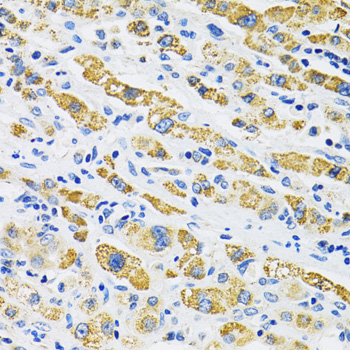 Immunohistochemistry - SLC16A4 Polyclonal Antibody 