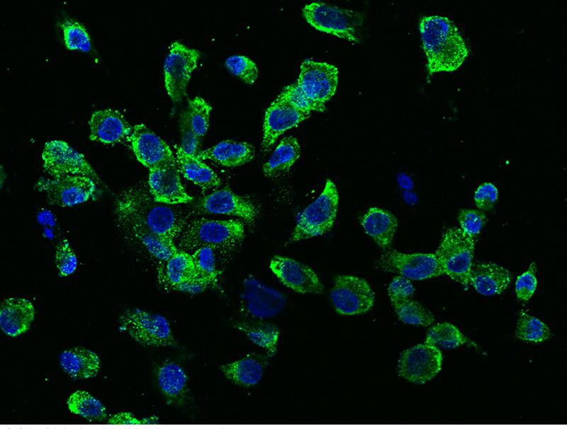 TNFRSF11A Antibody, Rabbit PAb, Antigen Affinity Purified, Immunofluorescence