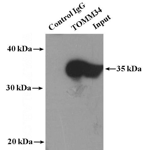 IP Result of anti-TOMM34 (IP:Catalog No:116240, 4ug; Detection:Catalog No:116240 1:300) with HeLa cells lysate 4000ug.