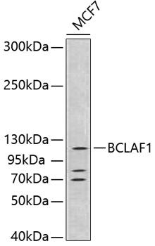 Western blot - BCLAF1 Polyclonal Antibody 