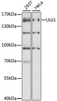 Western blot - ULk1 Polyclonal Antibody 