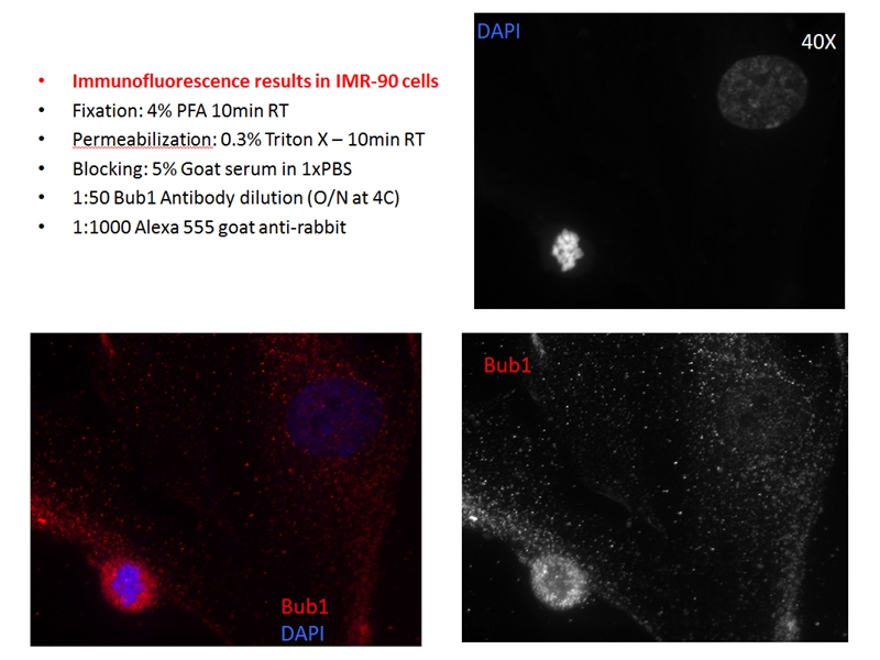 IF results of BUB1 anitbody with IMR-90 cells by M.S. Grasiella Angelina Andriani Cristina Montagna Lab at Albert Einstein College of Medicine-Bronx - NY.