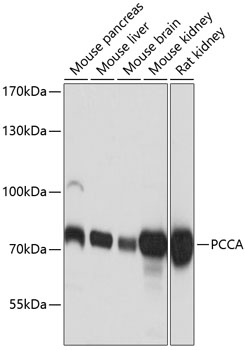 Western blot - PCCA Polyclonal Antibody 