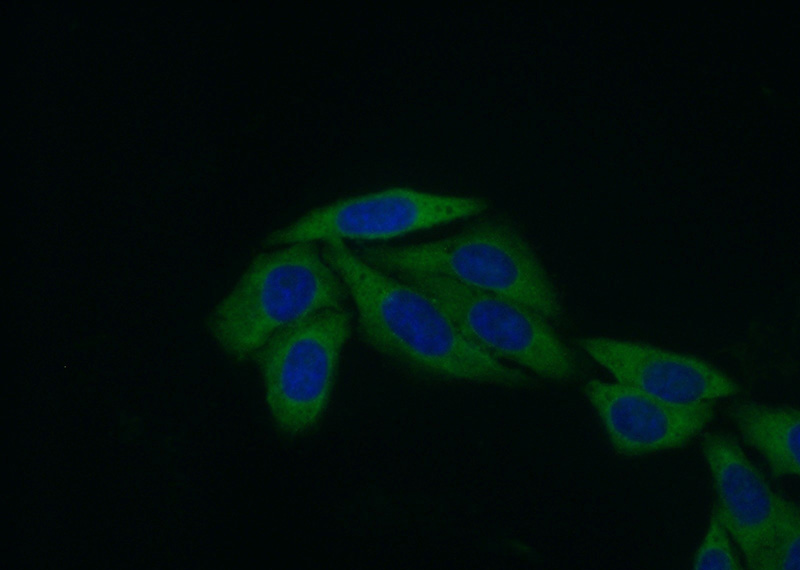 Immunofluorescent analysis of (10% Formaldehyde) fixed HepG2 cells using Catalog No:114889(RPL31 Antibody) at dilution of 1:50 and Alexa Fluor 488-congugated AffiniPure Goat Anti-Rabbit IgG(H+L)