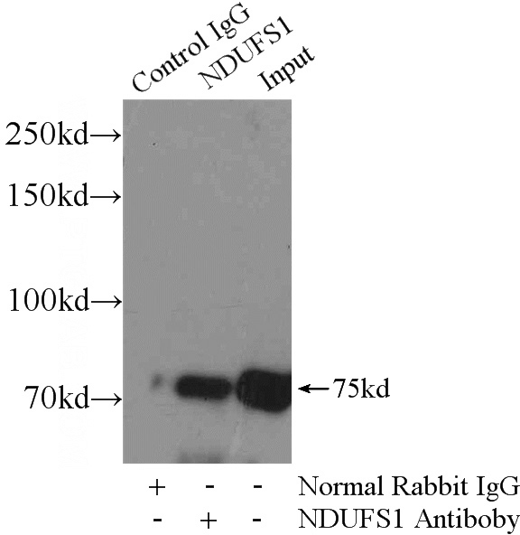 IP Result of anti-NDUFS1 (IP:Catalog No:113081, 4ug; Detection:Catalog No:113081 1:500) with mouse lung tissue lysate 2800ug.