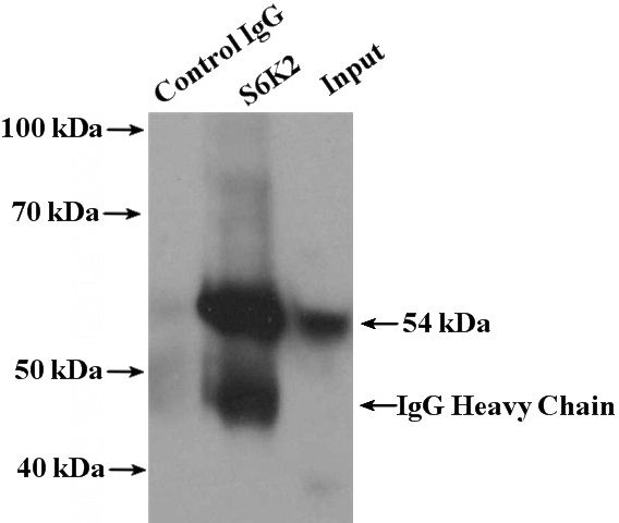 IP Result of anti-RPS6KB2 (IP:Catalog No:115036, 4ug; Detection:Catalog No:115036 1:1000) with MCF-7 cells lysate 2800ug.