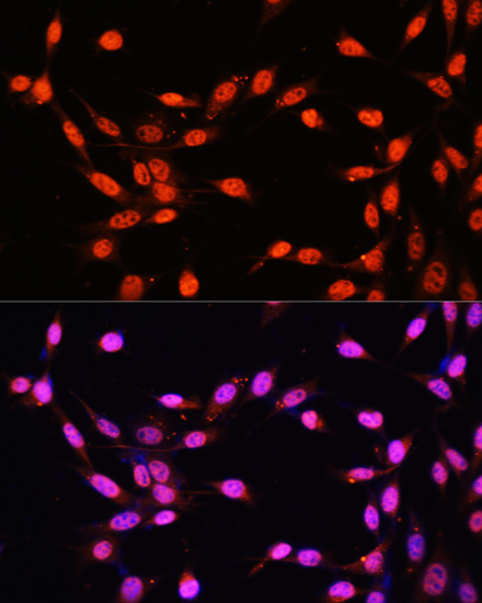 Immunofluorescence - KLF2 Polyclonal Antibody 