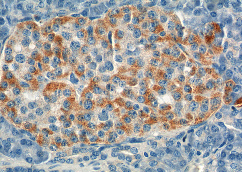 Immunohistochemistry of paraffin-embedded human pancreas tissue slide using Catalog No:110978(GIP Antibody) at dilution of 1:200 (under 40x lens).