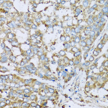 Immunohistochemistry - COX6A1 Polyclonal Antibody 