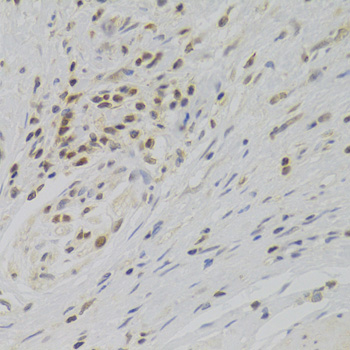 Immunohistochemistry - TAF1C Polyclonal Antibody 
