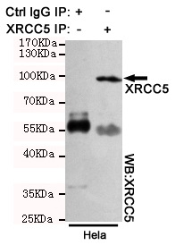 Immunoprecipitation analysis of Hela cell lysates using XRCC5 antibody.