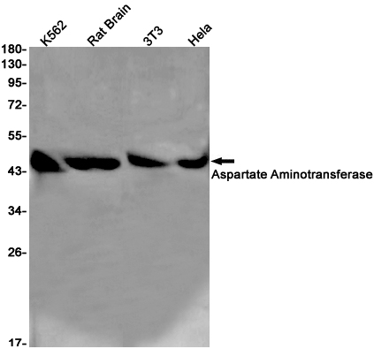 Western blot detection of Aspartate Aminotransferase in K562,Rat Brain,3T3,Hela cell lysates using Aspartate Aminotransferase Rabbit pAb(1:1000 diluted).Predicted band size:46kDa.Observed band size:46kDa.