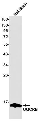 Western blot detection of UQCRB in Rat Brain lysates using UQCRB Rabbit pAb(1:1000 diluted).Predicted band size:14kDa.Observed band size:14kDa.