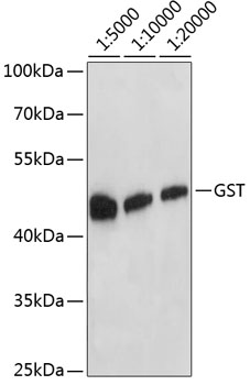 Western blot - Mouse anti GST-Tag mAb 