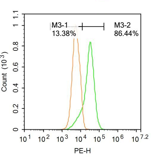 Fig7: Blank control: Raji.; Primary Antibody (green line): Rabbit Anti-NADPH oxidase 4 antibody ; Dilution: 1μg /10^6 cells;; Isotype Control Antibody (orange line): Rabbit IgG .; Secondary Antibody : Goat anti-rabbit IgG-PE; Dilutio