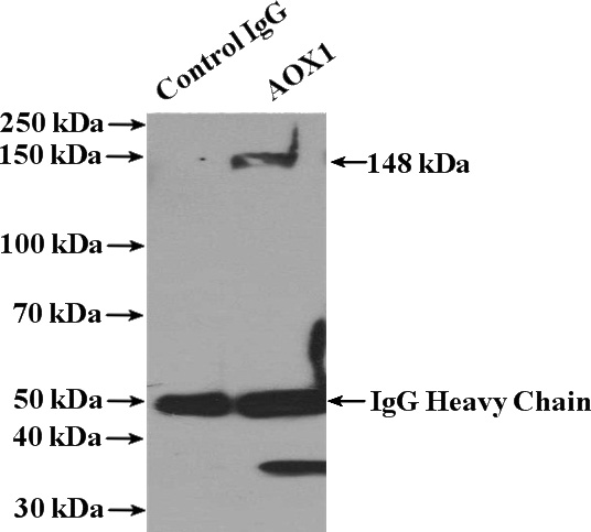 IP Result of anti-AOX1 (IP:Catalog No:107957, 4ug; Detection:Catalog No:107957 1:300) with mouse lung tissue lysate 4000ug.