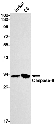 Western blot detection of Caspase-6 in Jurkat,C6 cell lysates using Caspase-6 Rabbit mAb(1:1000 diluted).Predicted band size:33kDa.Observed band size:11kDa(cleavage),33kDa.