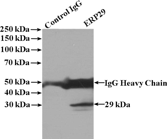IP Result of anti-ERP29 (IP:Catalog No:110373, 4ug; Detection:Catalog No:110373 1:1000) with mouse liver tissue lysate 4000ug.