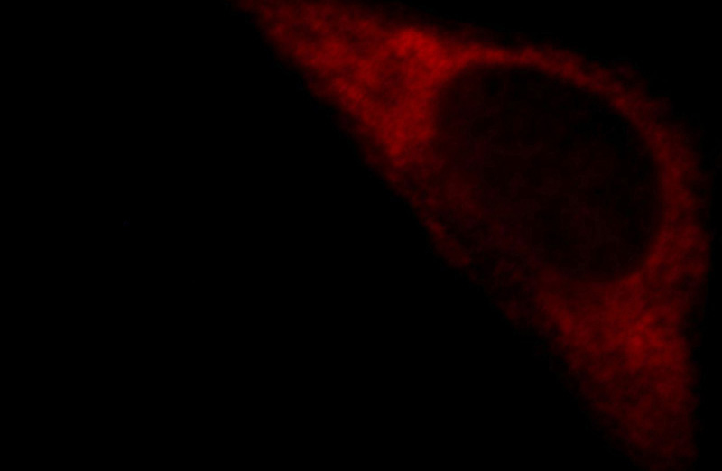 Immunofluorescent analysis of HepG2 cells, using PCDH11X antibody Catalog No:113690 at 1:25 dilution and Rhodamine-labeled goat anti-rabbit IgG (red).