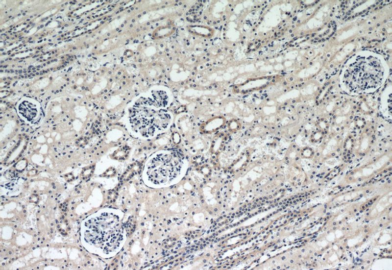 Immunohistochemical of paraffin-embedded human kidney using Catalog No:110340(RAPGEF3 antibody) at dilution of 1:50 (under 10x lens)